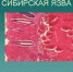 СИБИРСКАЯ ЯЗВА - Город Вяземский
