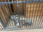 С 1 августа приступил к деятельности по исполнению госполномочий новый подрядчик по отлову и содержанию безнадзорных животных на территории Вяземского района. По итогам электронного аукциона им стал предприниматель Виктор Викторович Огородников.