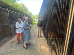 С 1 августа приступил к деятельности по исполнению госполномочий новый подрядчик по отлову и содержанию безнадзорных животных на территории Вяземского района. По итогам электронного аукциона им стал предприниматель Виктор Викторович Огородников.