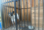 С 1 августа приступил к деятельности по исполнению госполномочий новый подрядчик по отлову и содержанию безнадзорных животных на территории Вяземского района. По итогам электронного аукциона им стал предприниматель Виктор Викторович Огородников.
