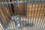 С 1 августа приступил к деятельности по исполнению госполномочий новый подрядчик по отлову и содержанию безнадзорных животных на территории Вяземского района. По итогам электронного аукциона им стал предприниматель Виктор Викторович Огородников.
