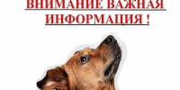 Памятка по вопросу отлова безнадзорных животных - Вяземский район