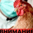 Высокопатогенный грипп птиц - Вяземский район